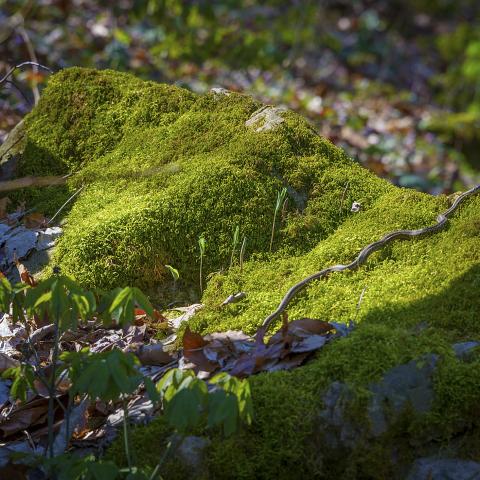 garter snake on moss covered rocks